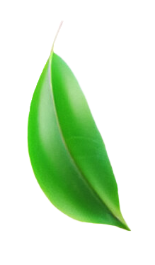 LEAF-3